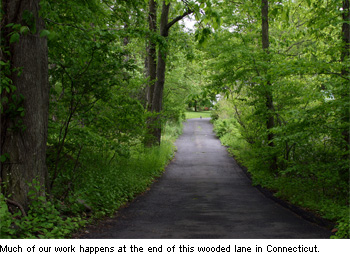 Wooded lane